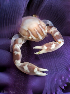 Sea Pen Crab (Porcellanella triloba)— Canon G9, 1/320th, ... by Brian Mayes 